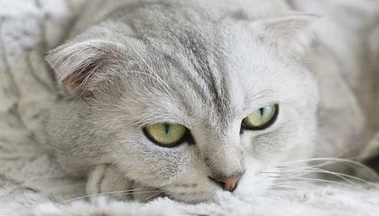 世界杯app下载-红毛猩猩学名lebron？上海野生动物园疑似辱詹姆斯